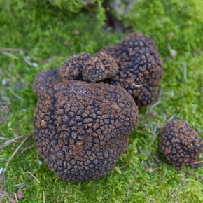 Tartufi