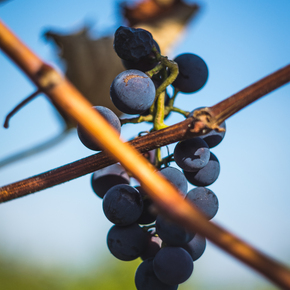 Surovo vino