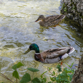 Rački