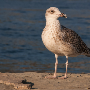 Galeb