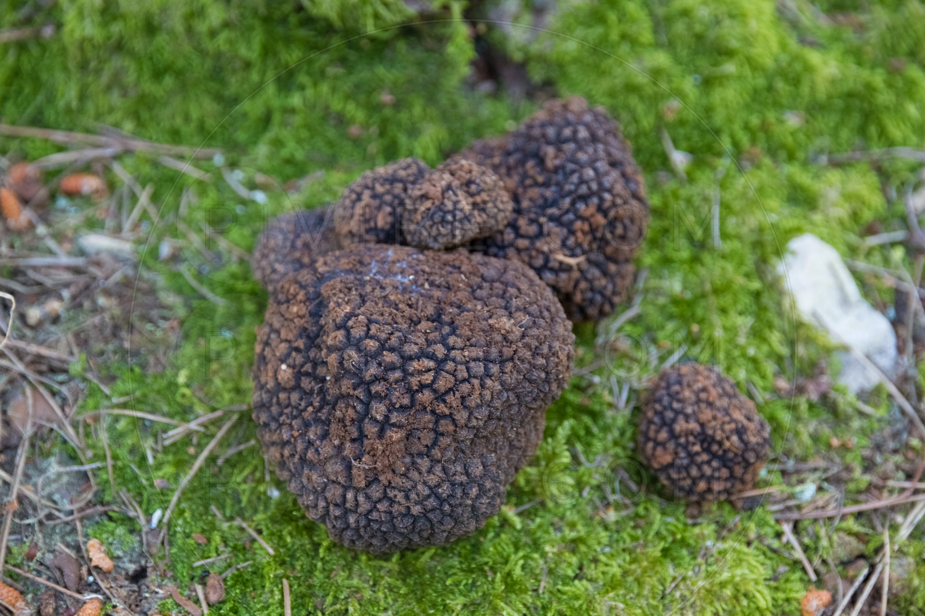 Tartufi