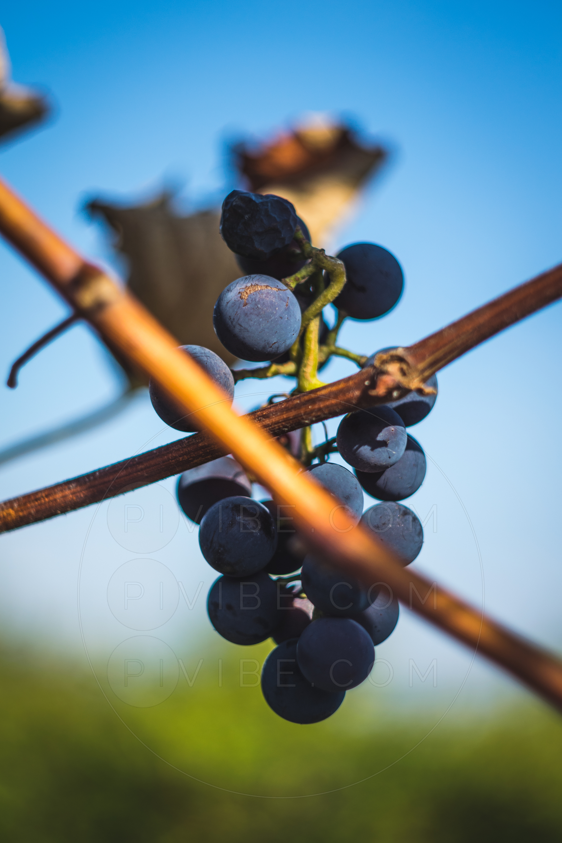 Surovo vino