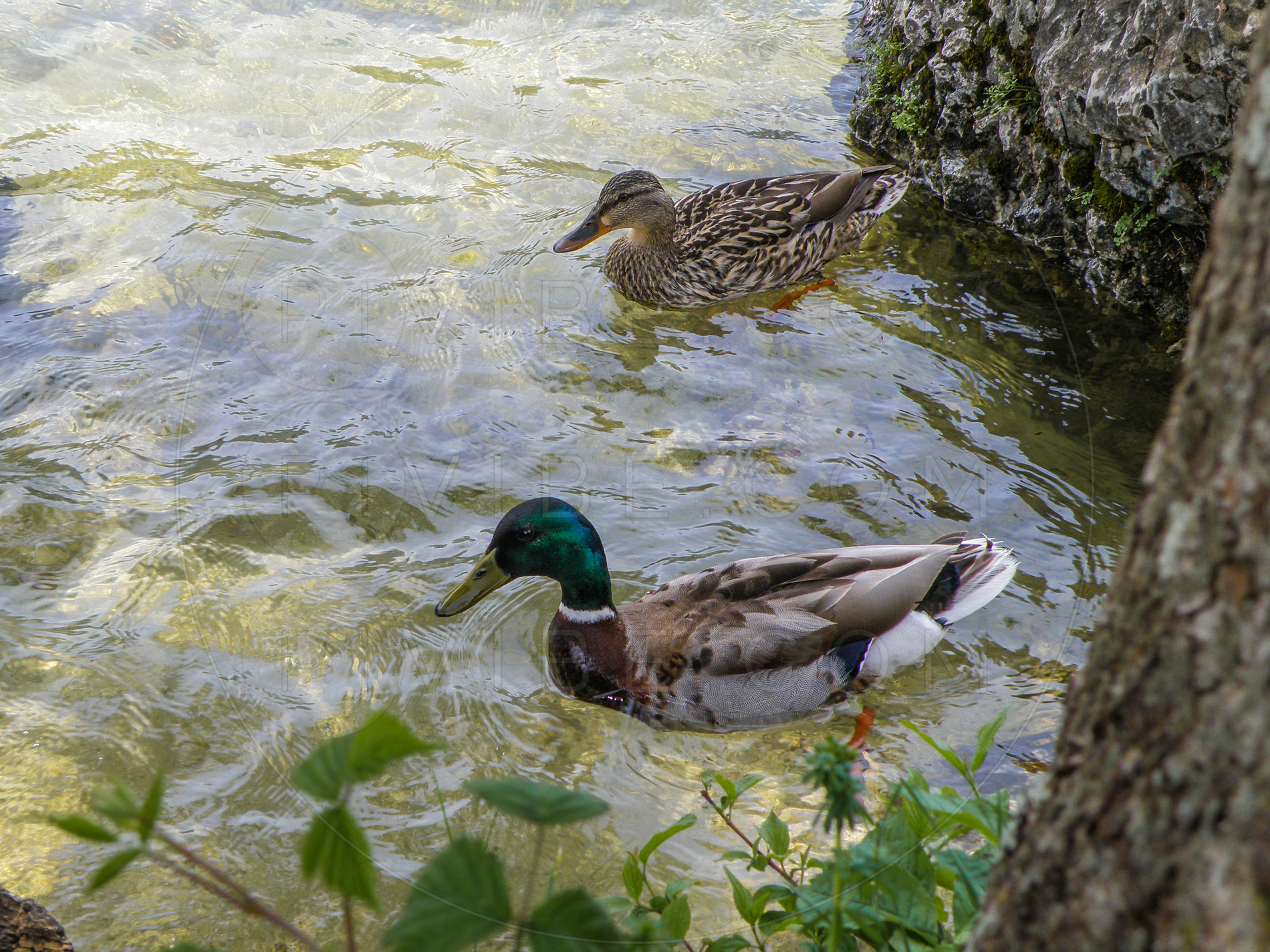 Rački