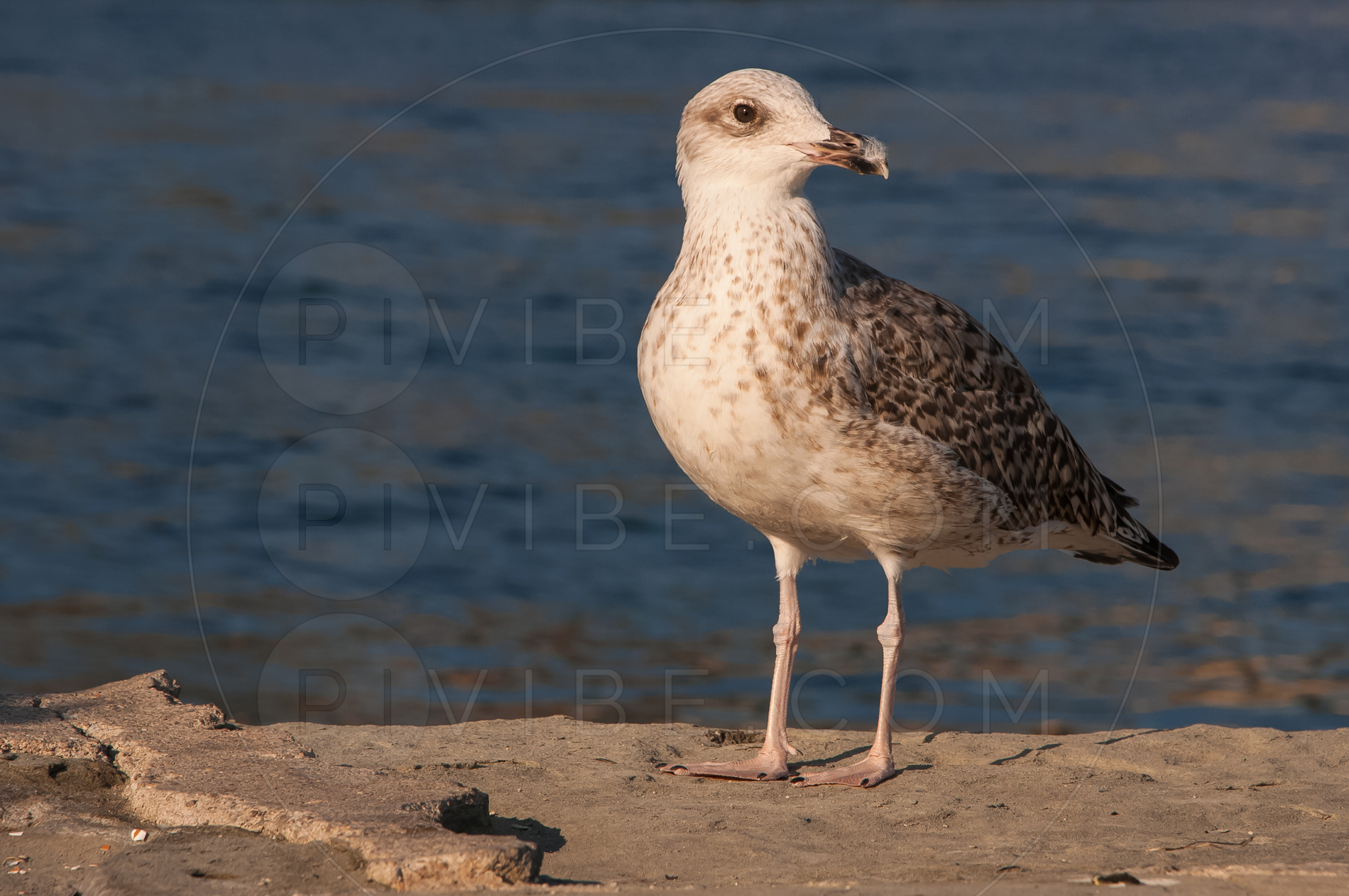 Galeb
